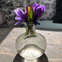 vas i glas